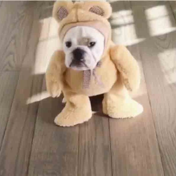 bulldog teddy bear