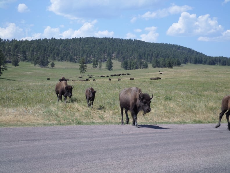 Go to South Dakota's Buffalo Roundup