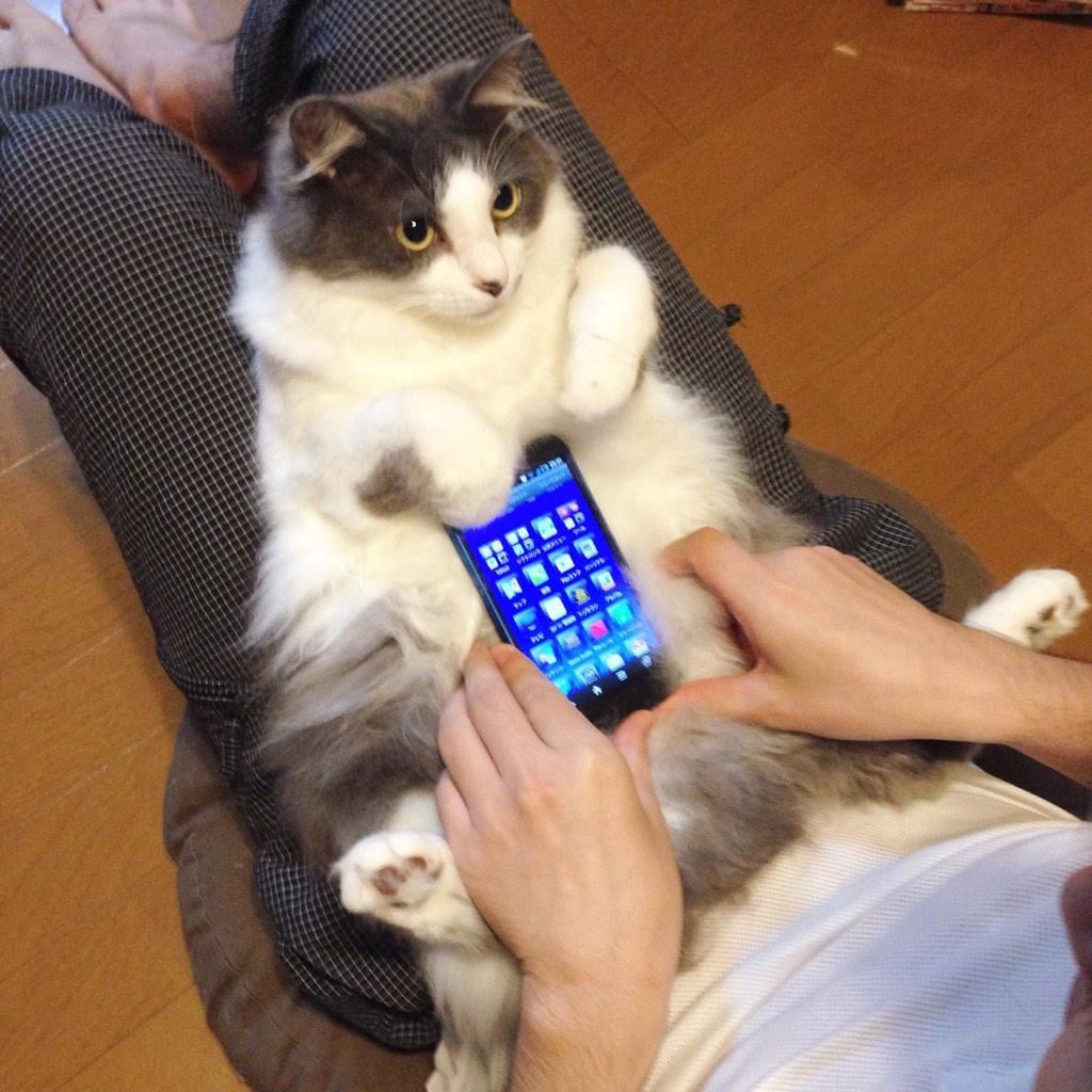 Кот С Телефоном