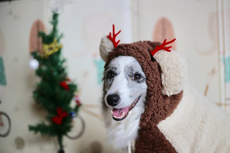 Reindeer Dog Zoom Background