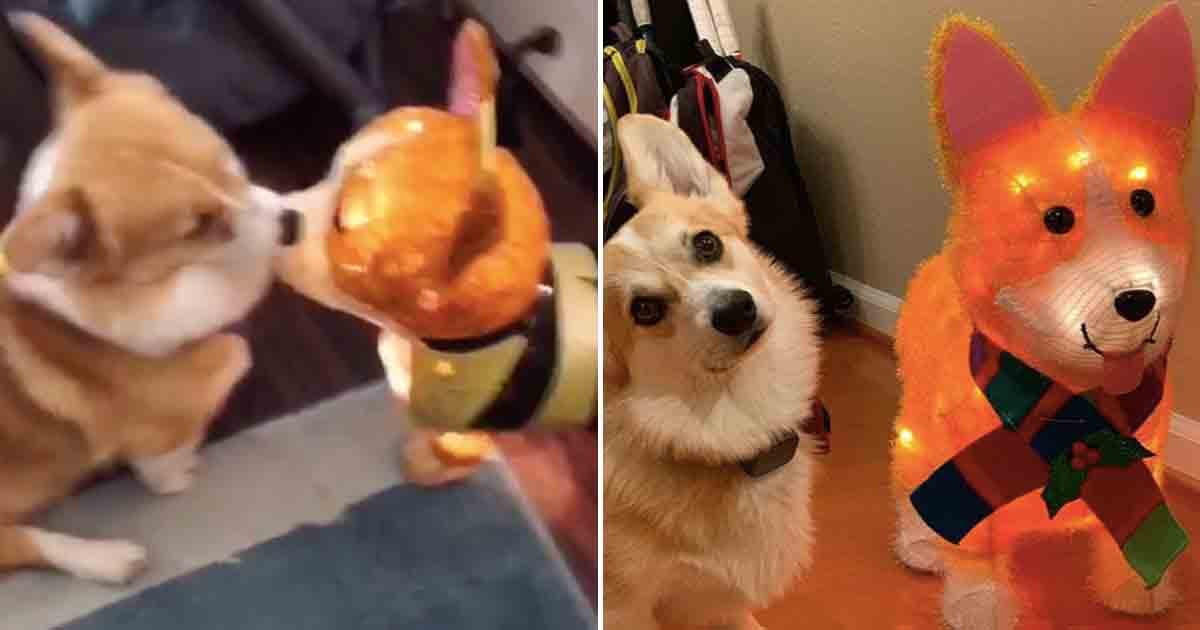 stuffed corgis at target