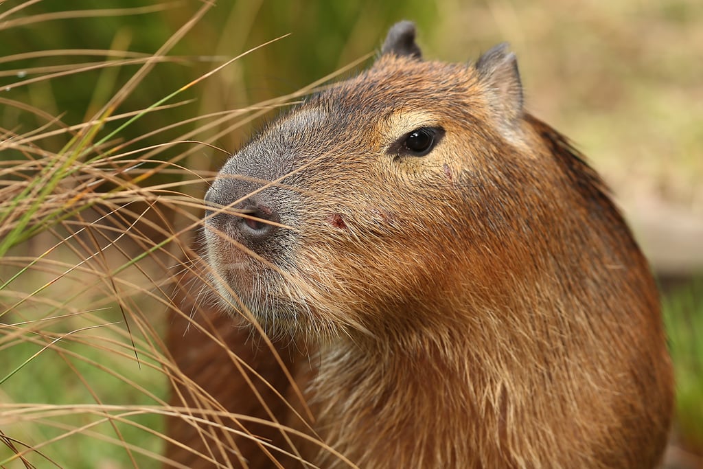 What's the Animal in Blackpink's "Ice Cream" Video? Capybara