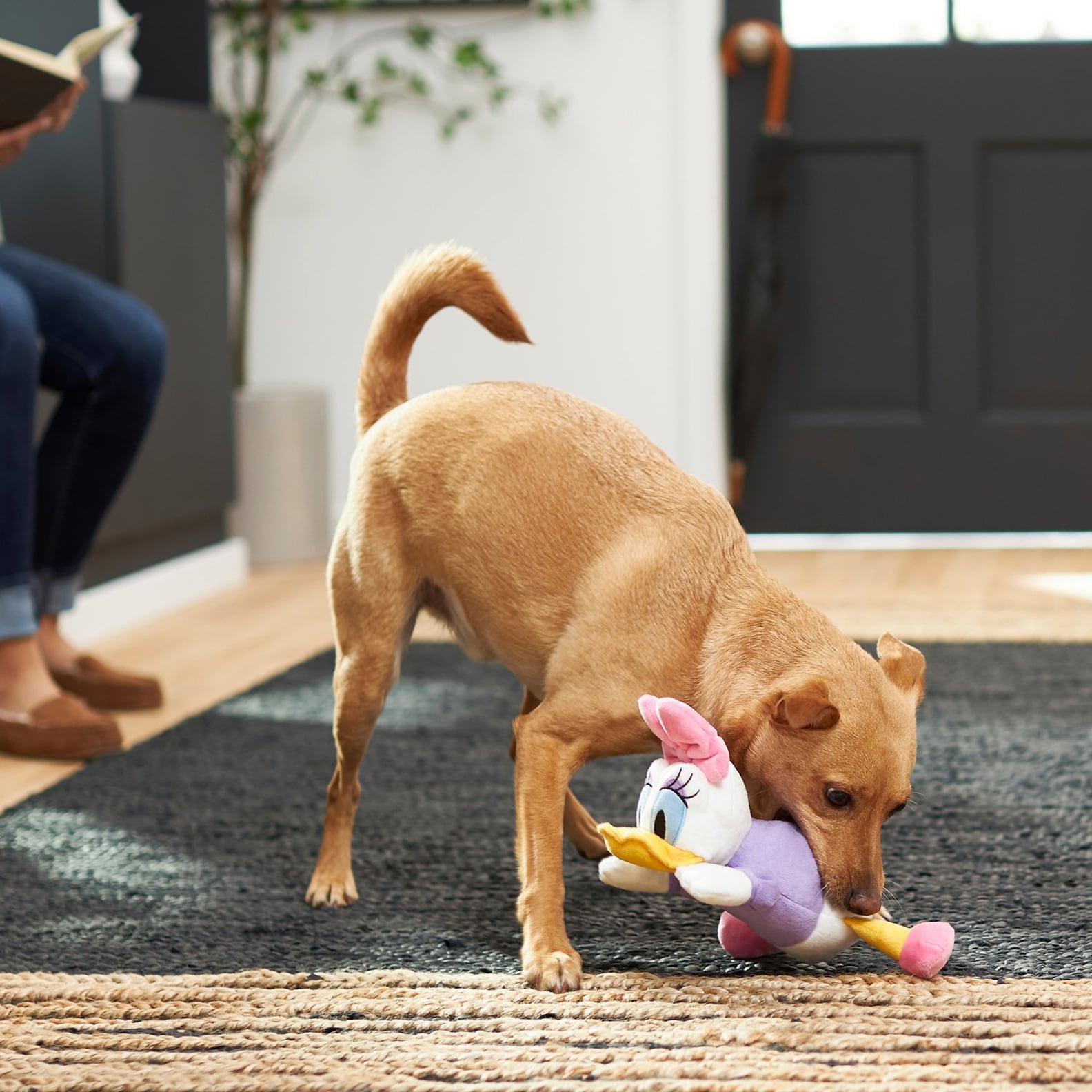You Can Find the Best Disney Dog Toys at Chewy POPSUGAR Pets