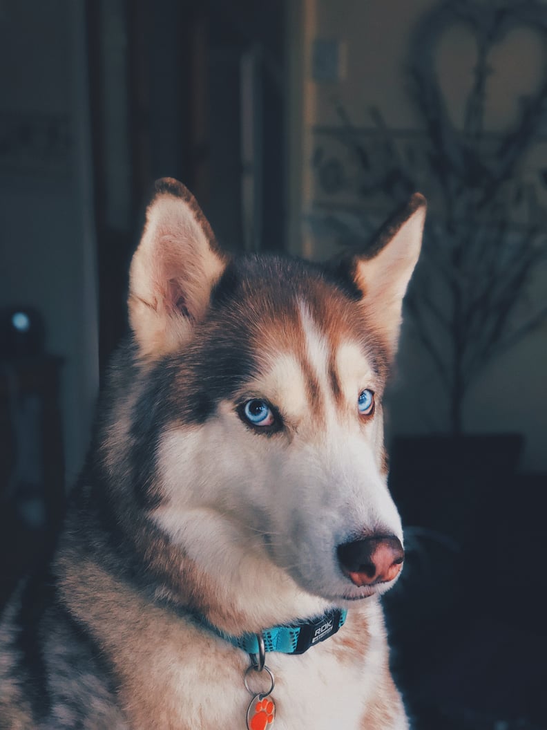 White Droopy Ear-Shaped Hair Attachment