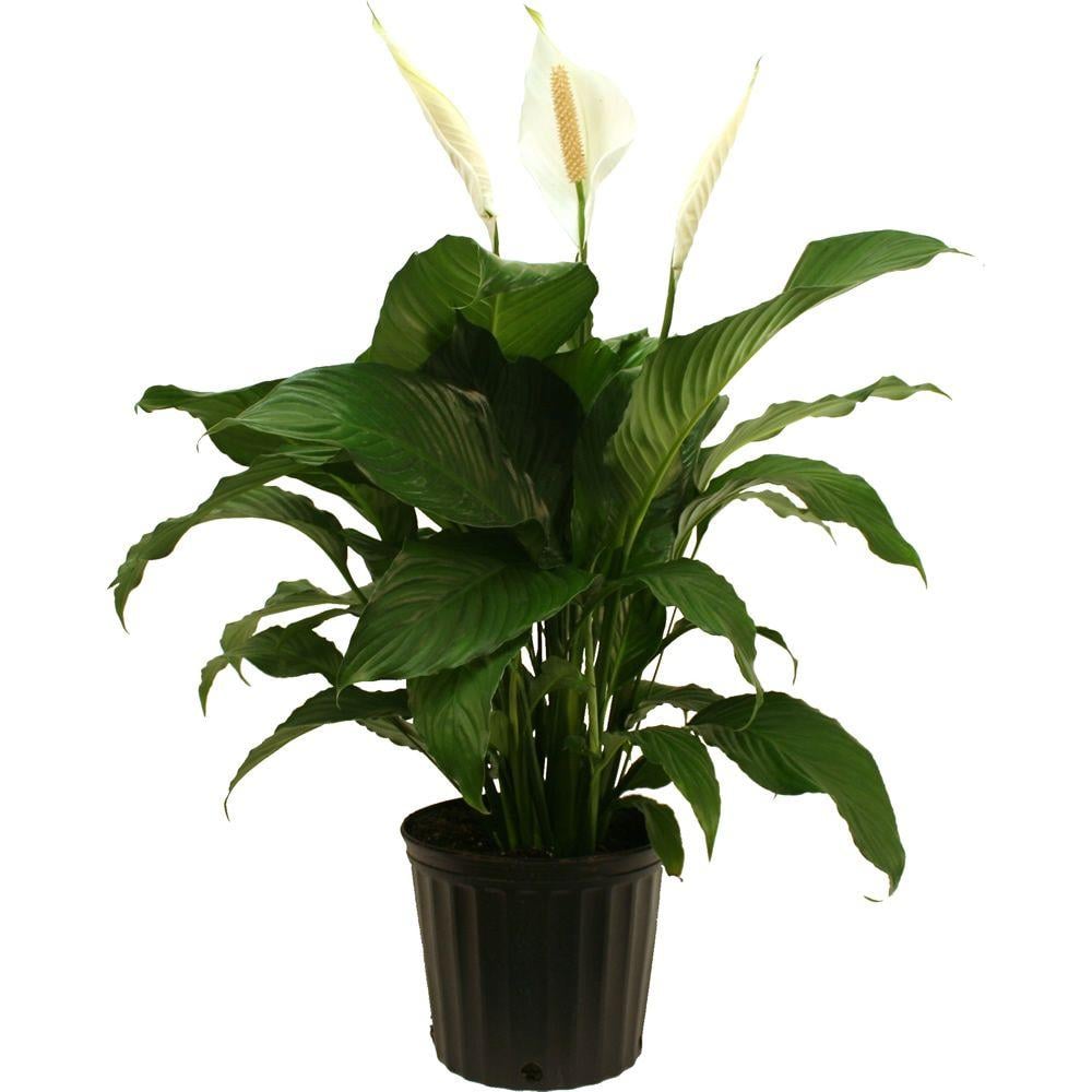 Spathiphyllum Sweet Pablo