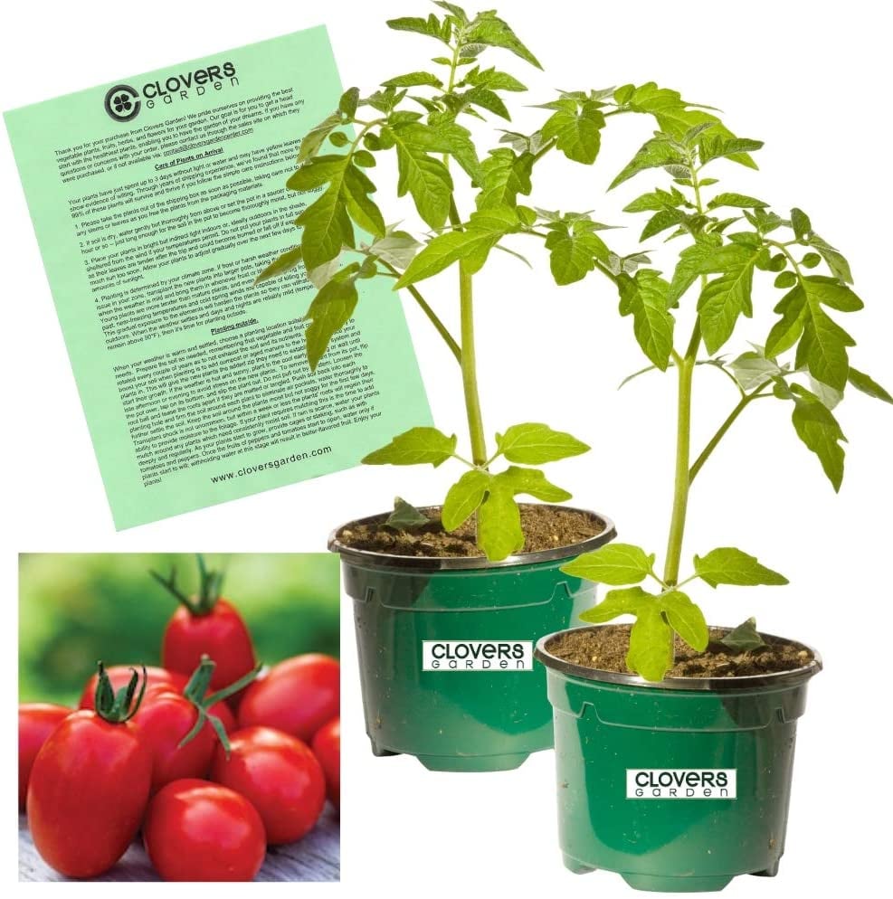 Clovers Garden Super Sauce Tomato Plants