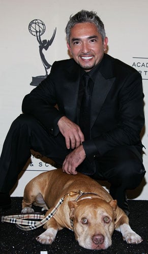 Cesar Millan S Dog Died Popsugar Pets