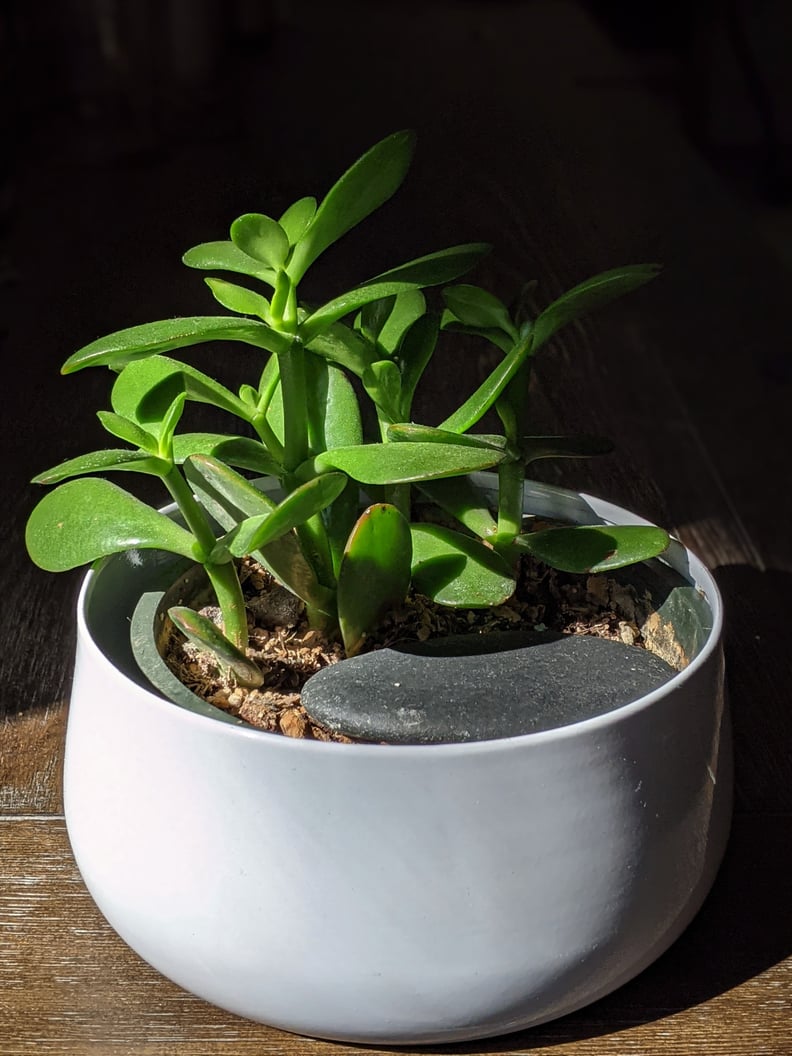 Best Feng Shui Houseplant For Cancer: Jade