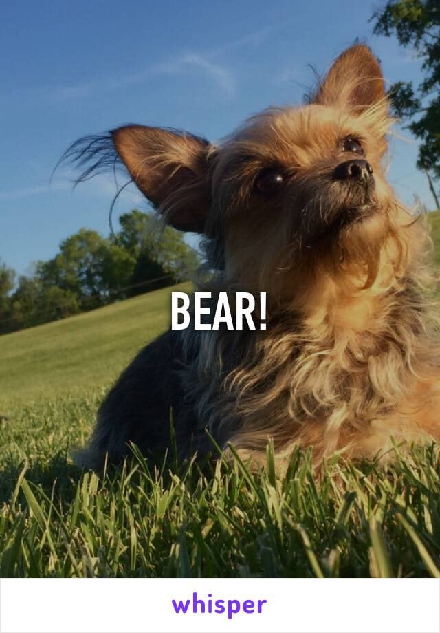 Dog-Lovers on Whisper