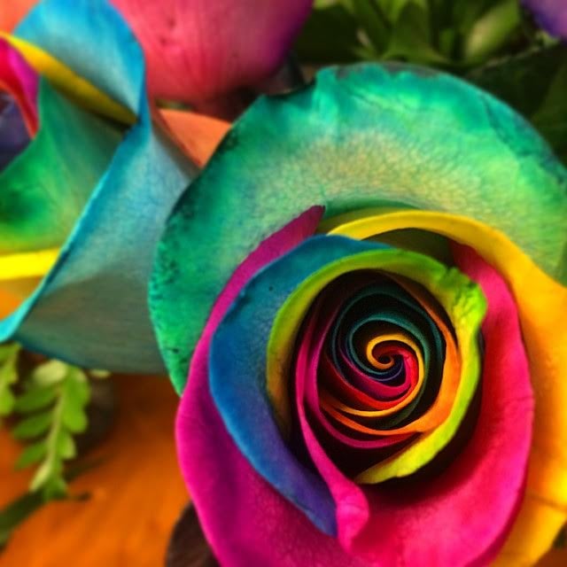 Prismatic Rainbow Rose