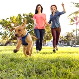 Give Your Dog Some Belly Rubs, Because A Study Confirmed That Dog Owners Get More Exercise