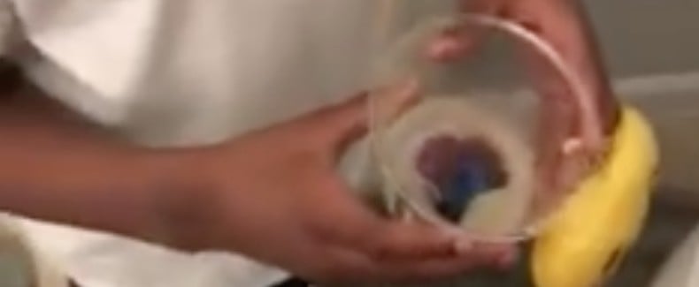 Mom Videos Her Son Flushing His Dead Fish