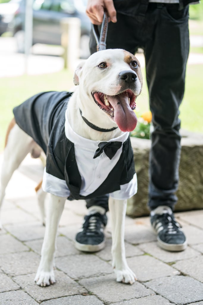 Dogs in Weddings