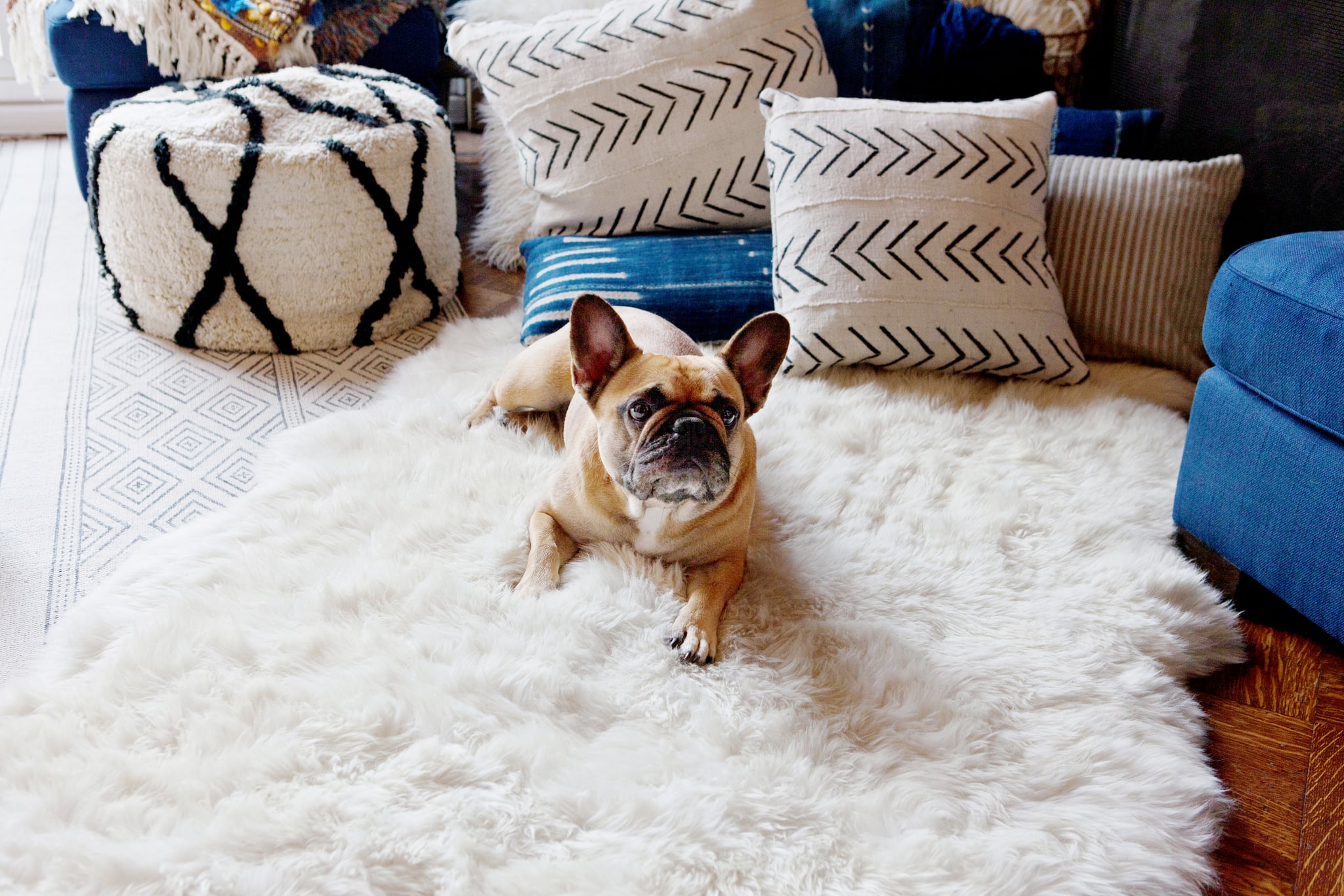 can you leave your dog in a hotel room