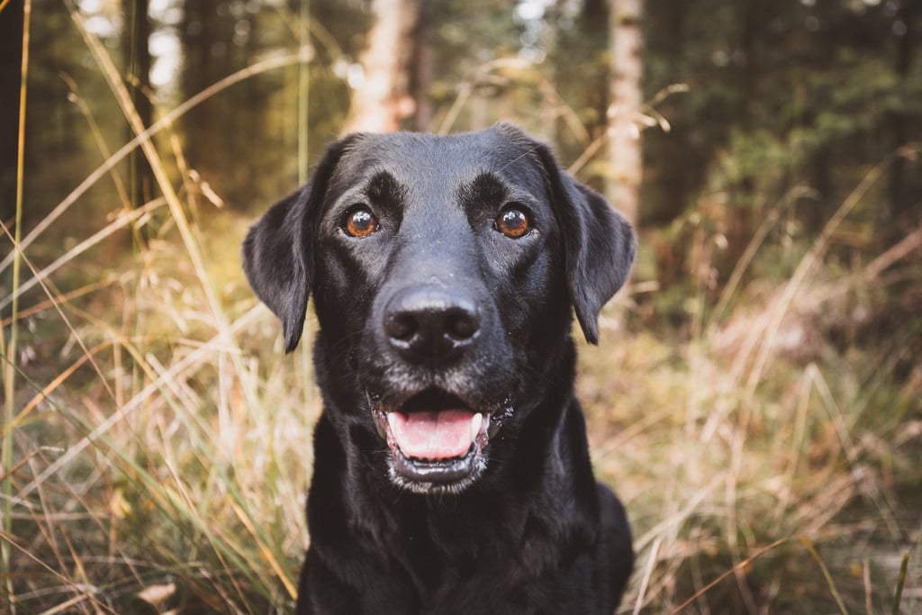 Labrador Retrievers