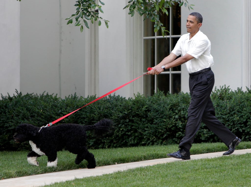 Pictures of Bo and Sunny Obama