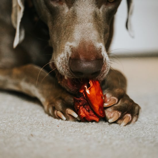 What to Do If Your Dog or Cat Eats Chocolate