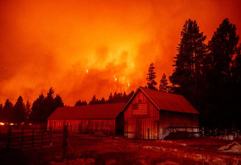 Foster and Adopt Pets That Have Been Displaced by the Wildfires