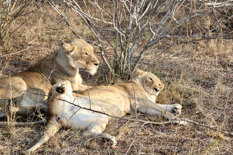 The Daily Game Drives