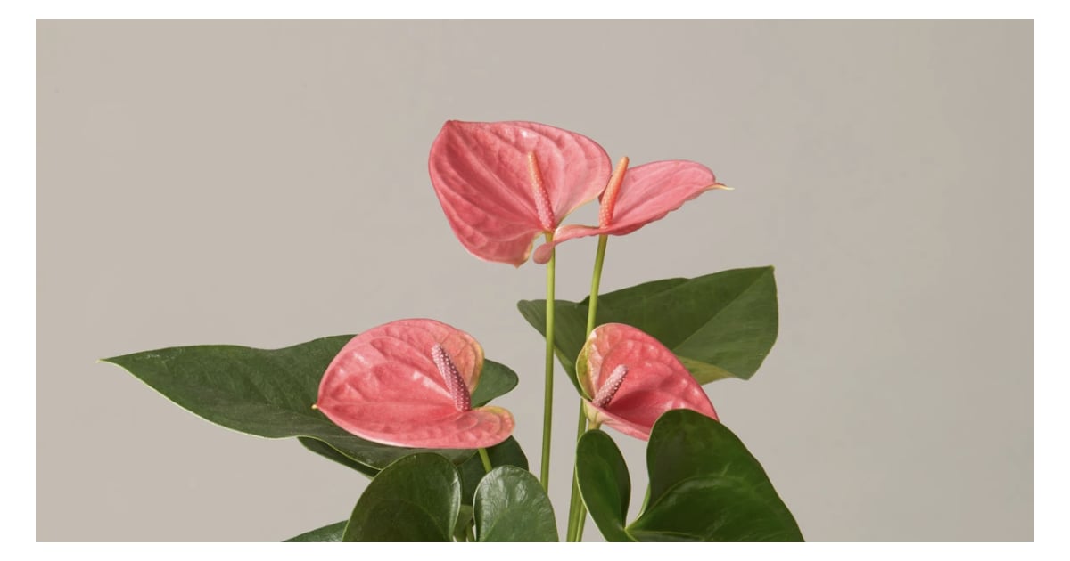 Quirky Valentine's Day Gift Ideas 2021 | POPSUGAR Smart ...