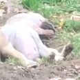 This Video of a Dog Waking Up From Being Asleep in a Hole He Dug Is Too Hilarious