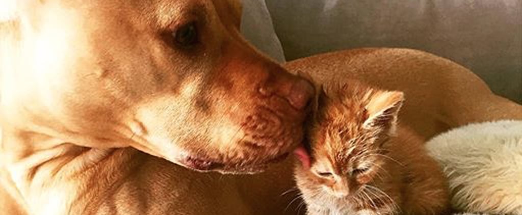 Bubba and Rue, Cat and Dog Friends Instagram