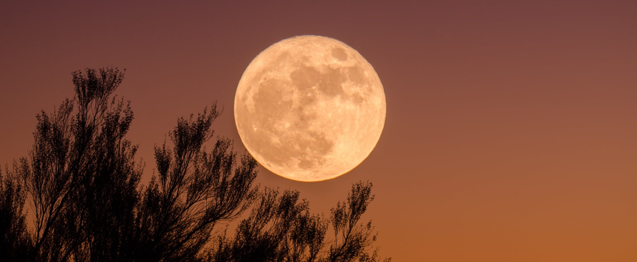 Wolf Moon Meaning 2024: The Spiritual Significance of January's Full Moon