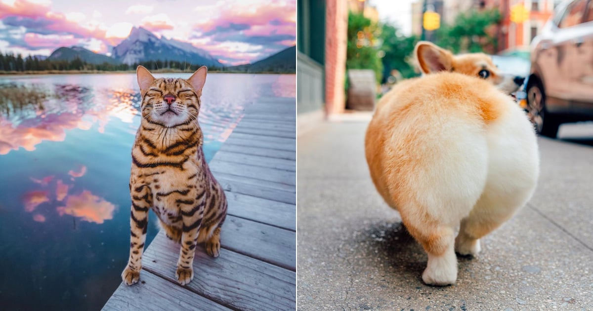 Cute Animals to Follow on Instagram | POPSUGAR Pets