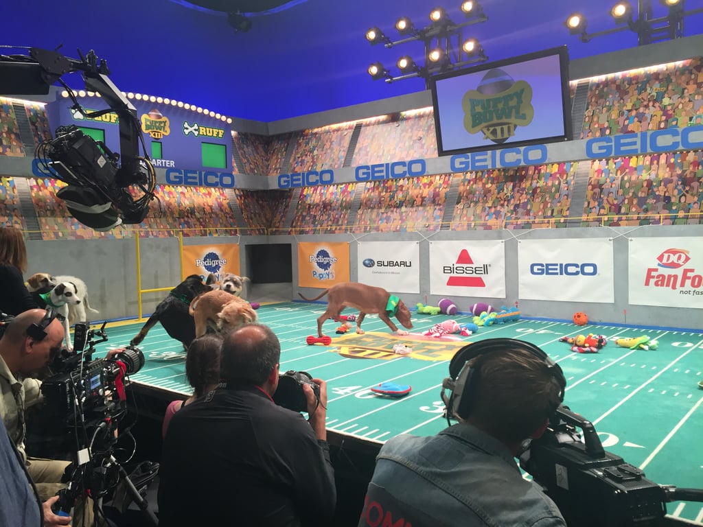 Behind the Scenes at the Puppy Bowl