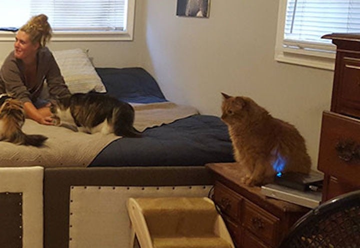 Guy Makes 11-Foot Bed Big Enough For Pets