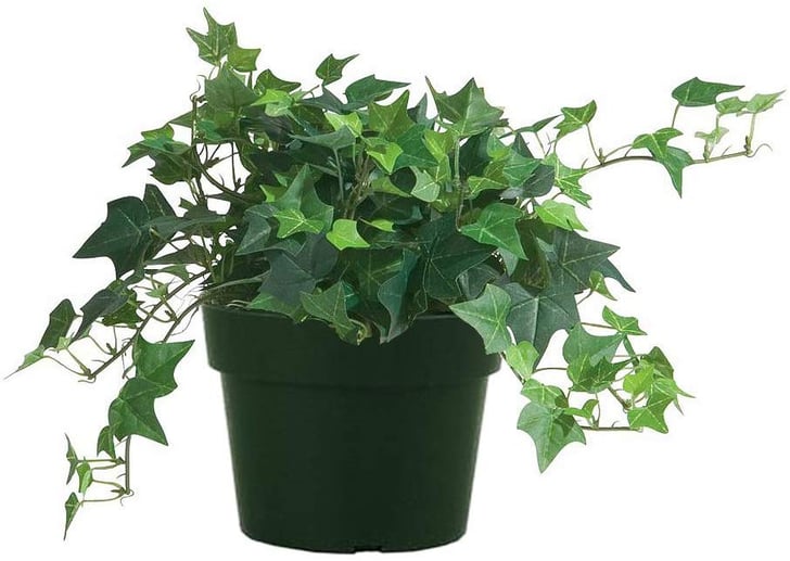 English Ivy | Best Houseplants For Cold and Flu | POPSUGAR Home Photo 15