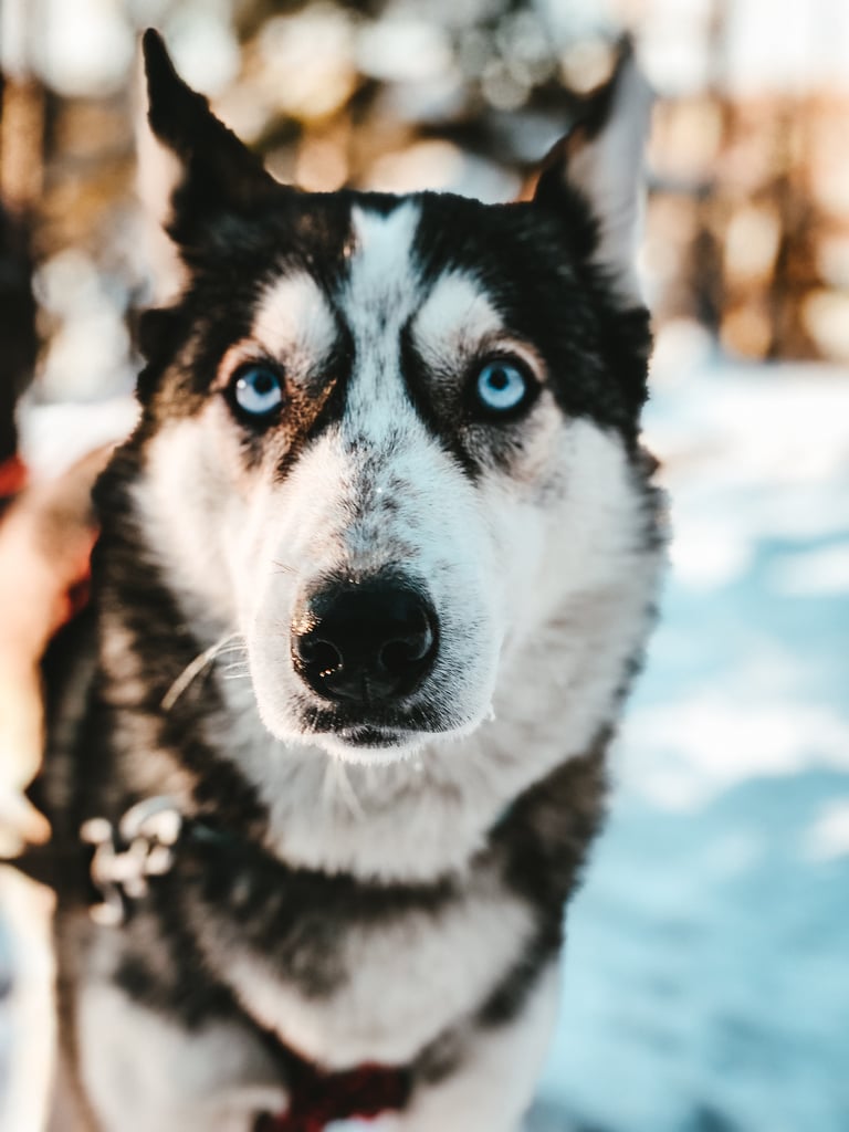 Cute Pictures of Huskies | POPSUGAR Pets Photo 21