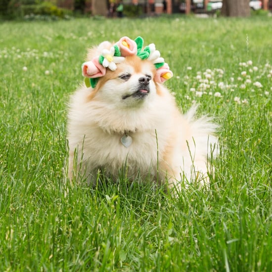 Cute Dog Flower Crown