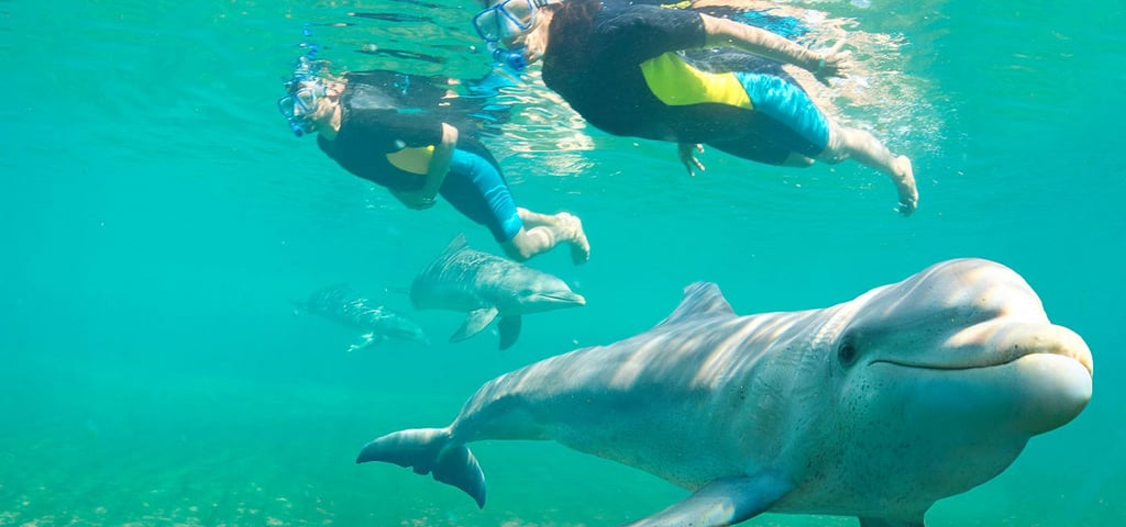 Snorkel in a Beautiful Coral Reef