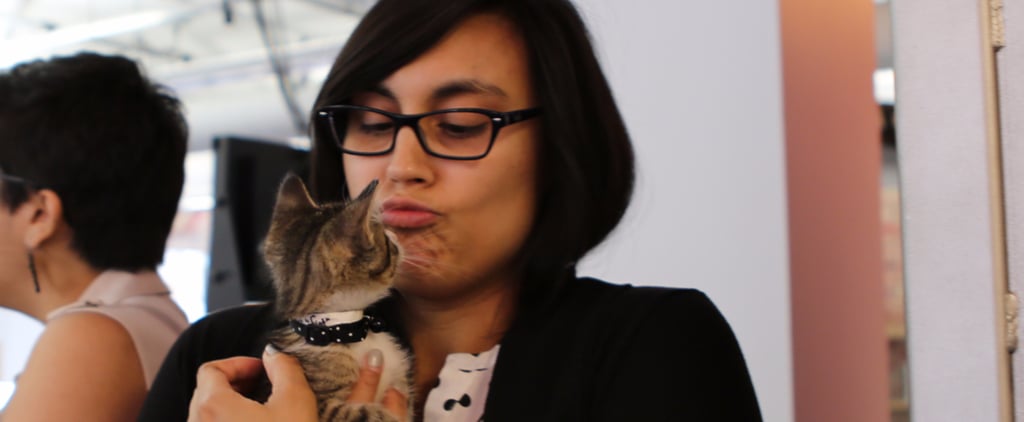 ASPCA's Adoptable Kittens