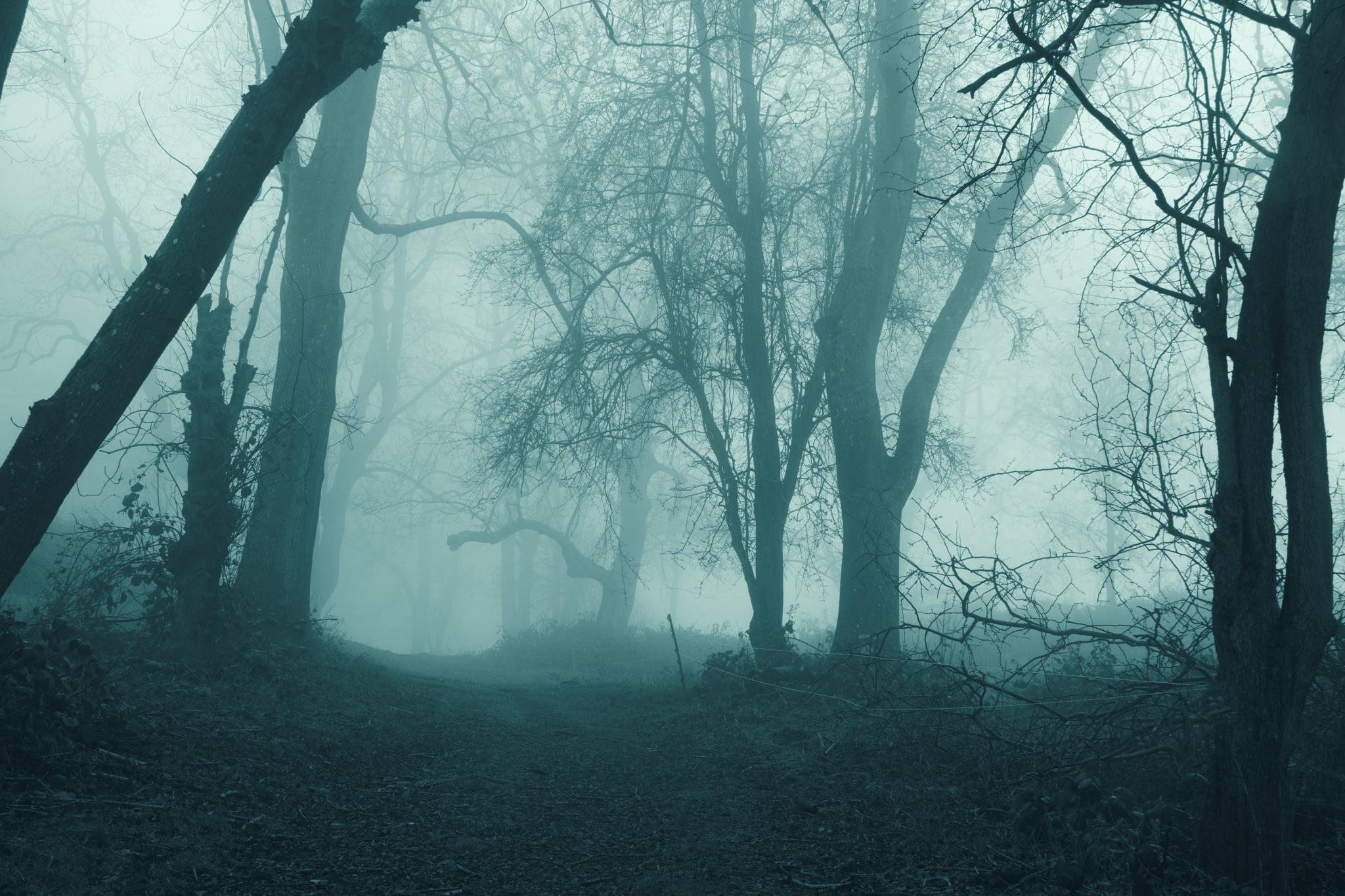 Eerie Forest Zoom Background | 40 Spooky Halloween Zoom Backgrounds For  Every Occasion | POPSUGAR Tech Photo 19