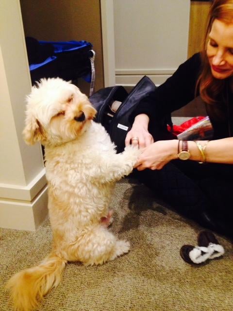 Seriously, Look at That Cute Dog!