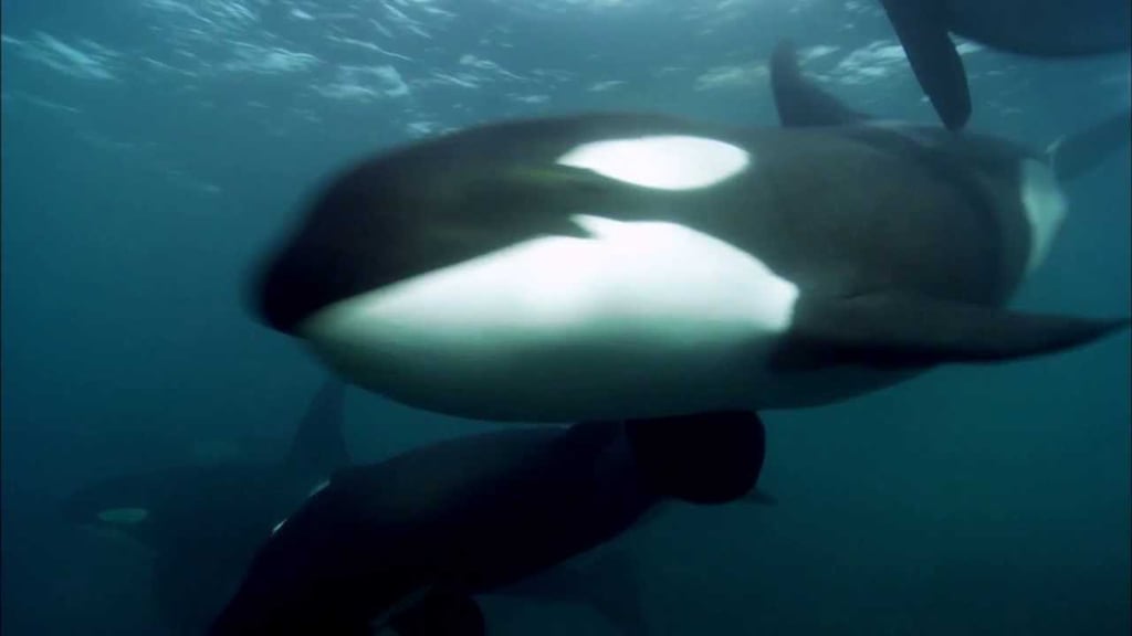 Blackfish