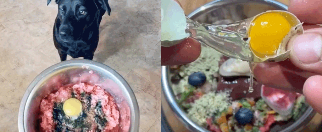 20 Yummy Dog-Food Recipes From TikTok