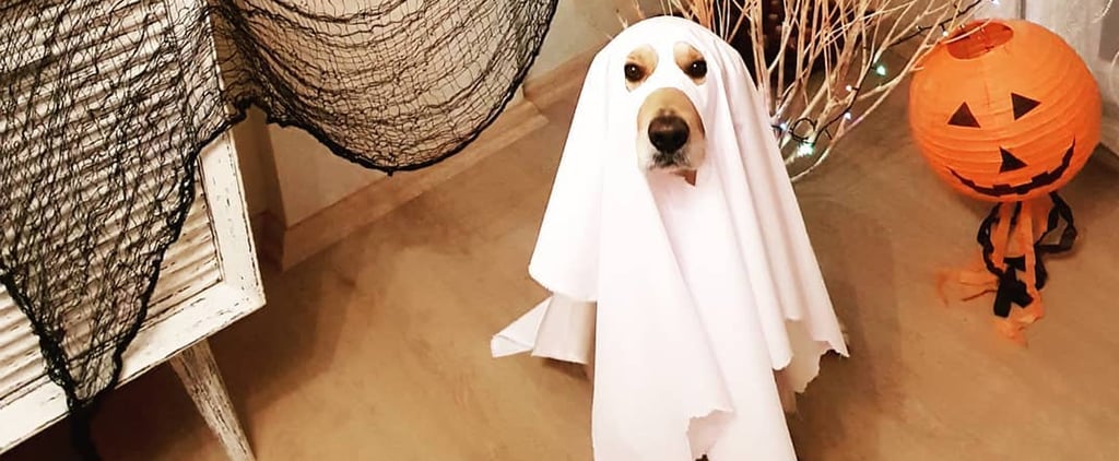 Photos of Cute Golden Retrievers in Halloween Costumes