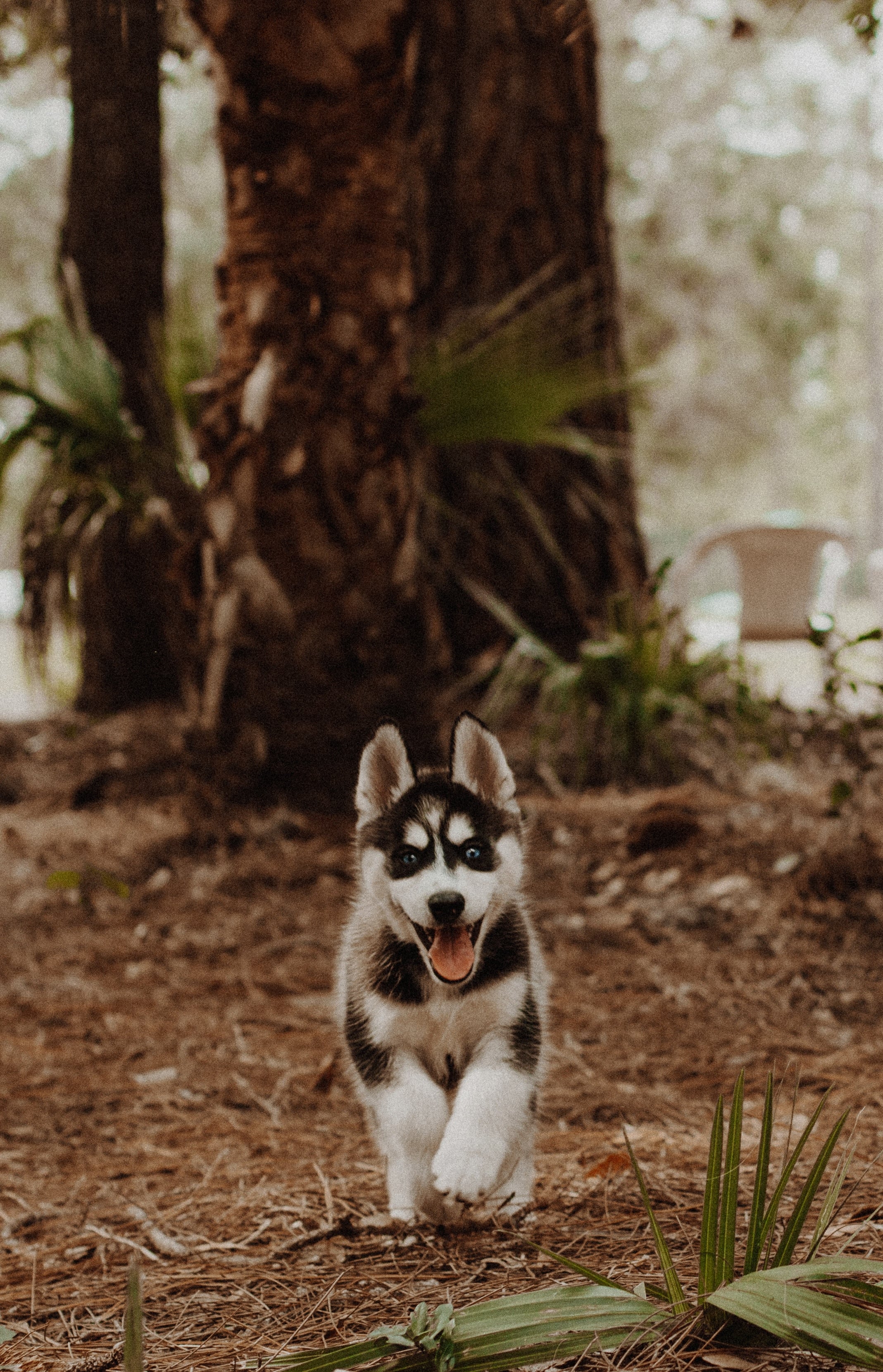 Best male puppy names 2018 sales