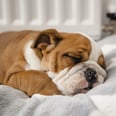 Turns Out, Your Dog Does Dream — and They're Probably Dreaming About You!