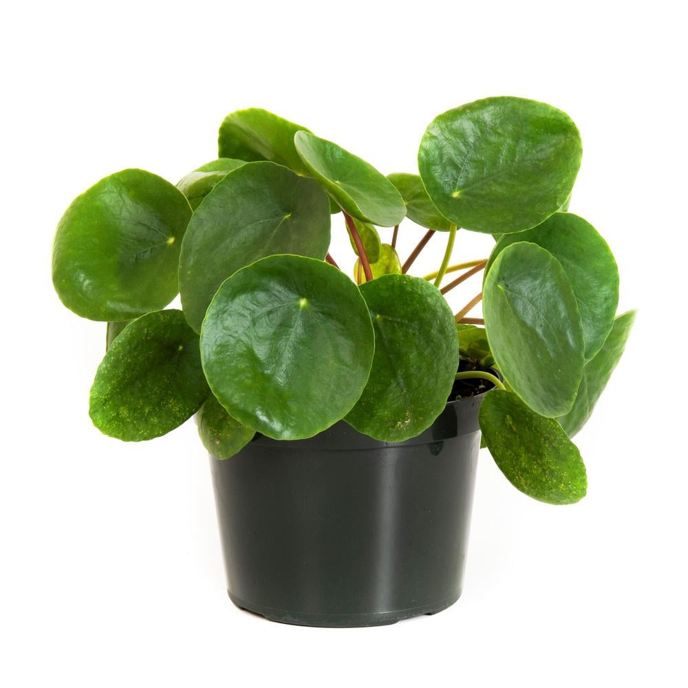 Pilea Peperomioides