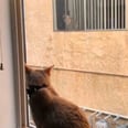These Cats Who Live Across From Each Other Have the Romance of the Century, and My Heart Can't Take It