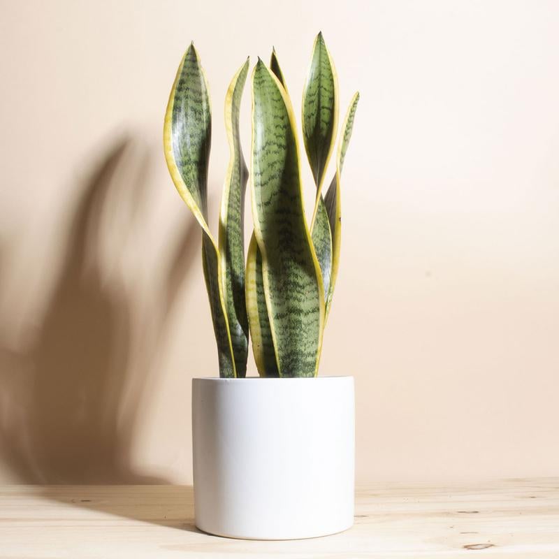 Jungalow Snake Plant + Ceramic Planter