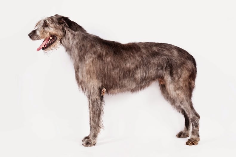 Irish Wolfhound