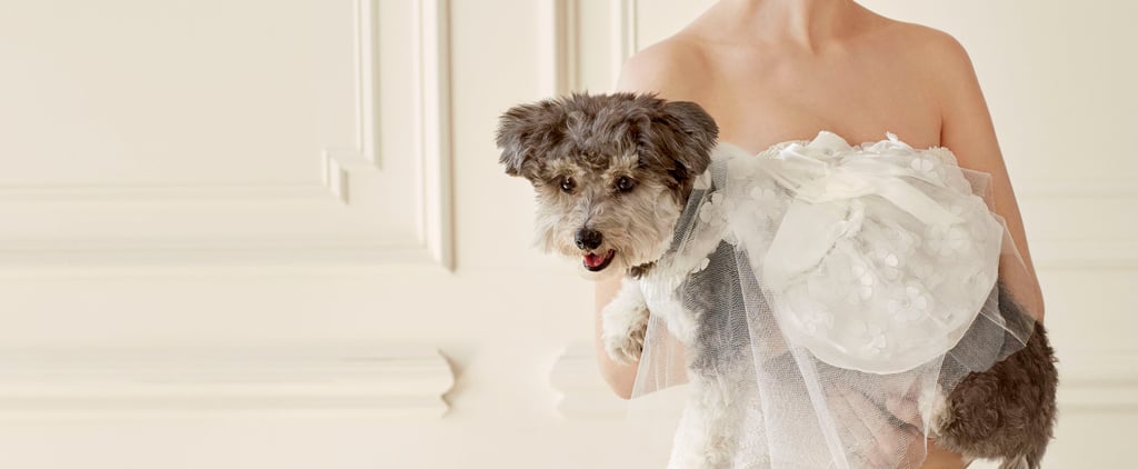 Wedding Clothes For Dogs