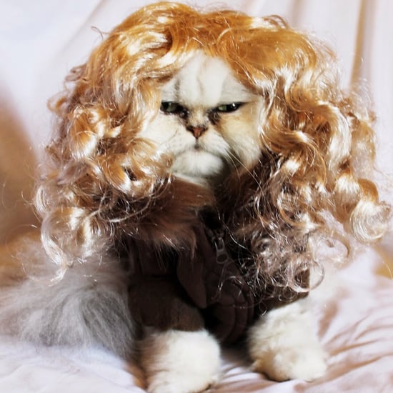 Cat Dressed as Orphan Black Clones