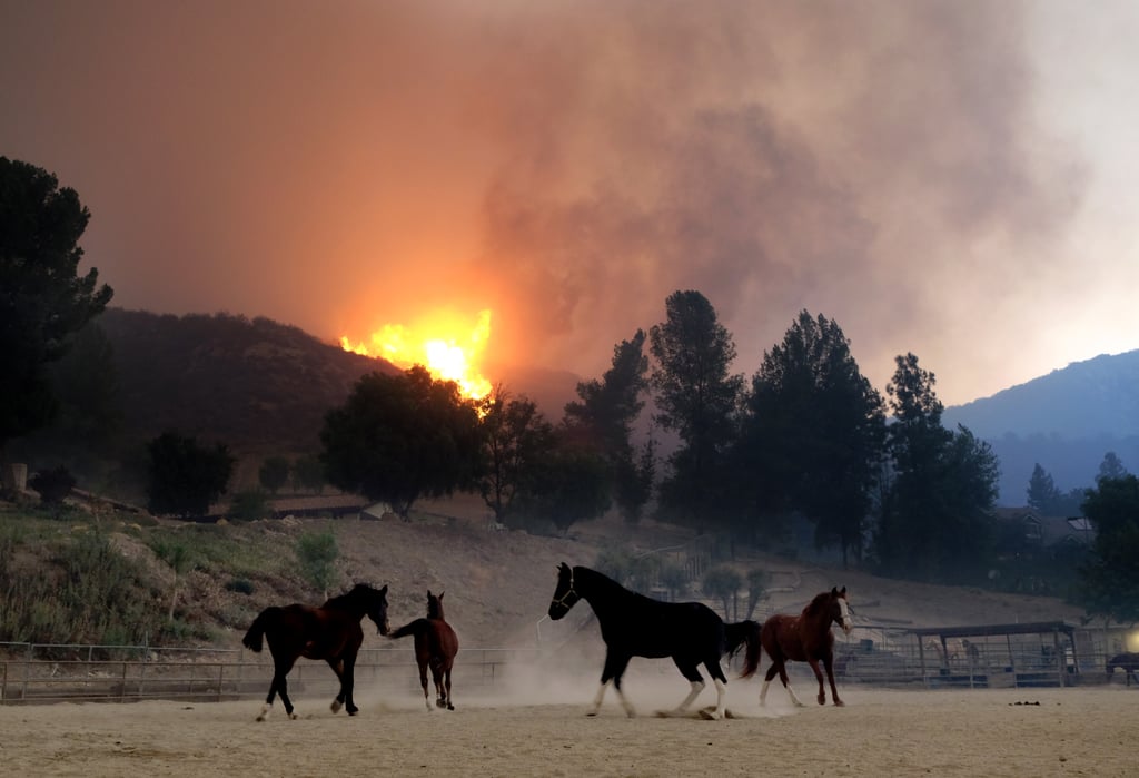 Animals Being Rescued From California Wildfires Nov. 2018