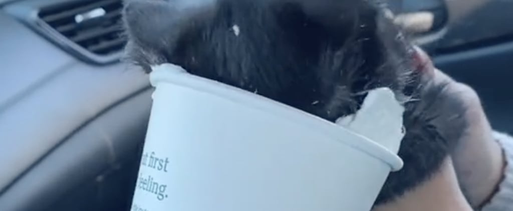 Kitten With Head in Starbucks Cup of Whipped Cream TikTok
